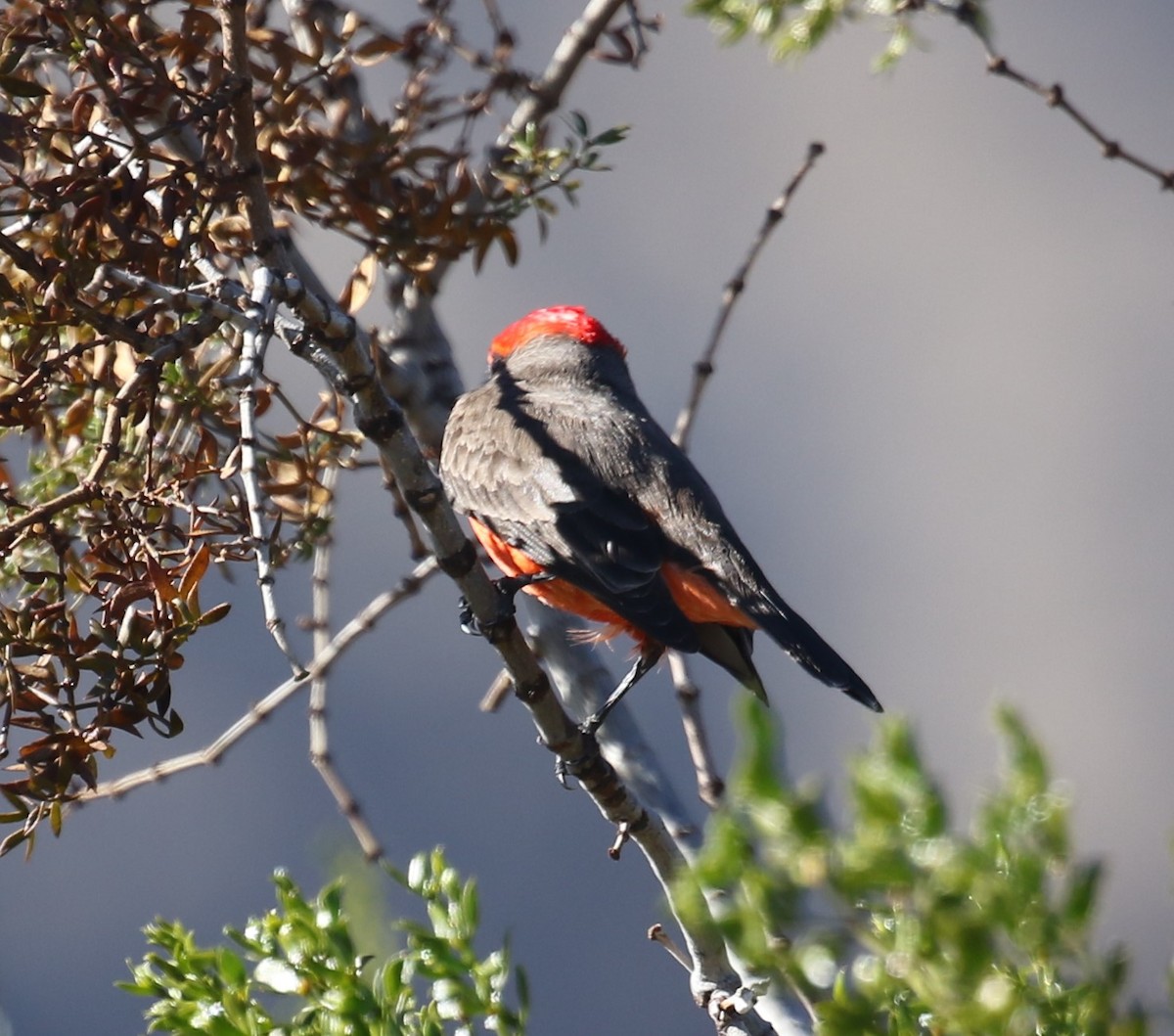 Rubintyrann - ML646423956