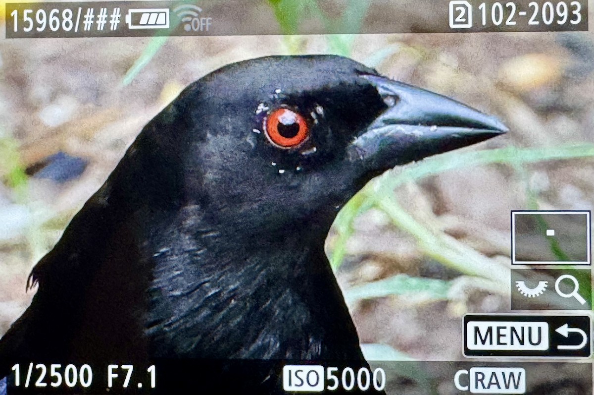 Bronzed Cowbird - ML646423957