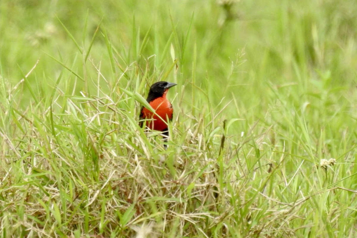 Red-breasted Meadowlark - ML646423958