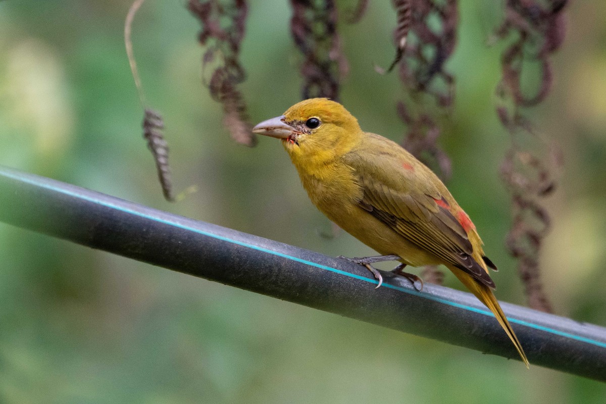 Summer Tanager - ML646423959
