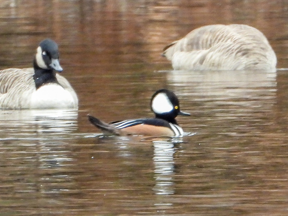 Kappensäger - ML646423960