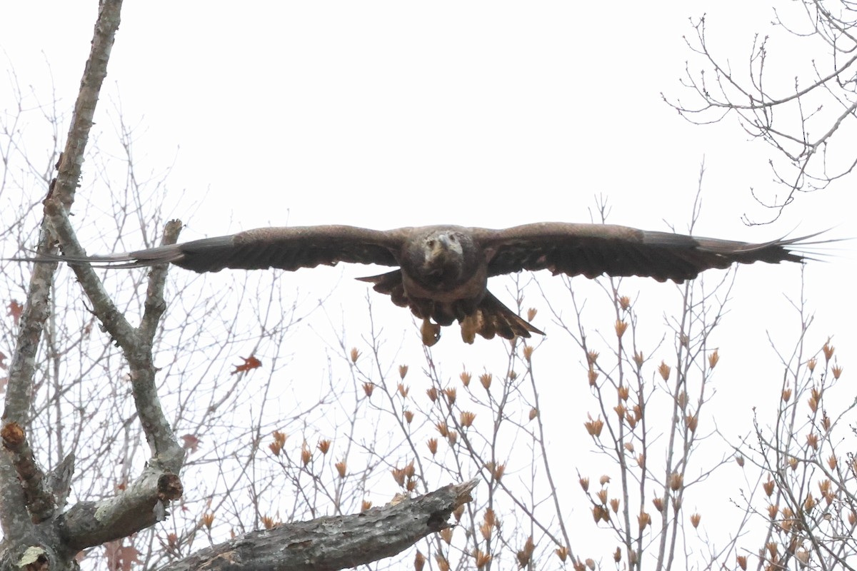 Bald Eagle - ML646423969