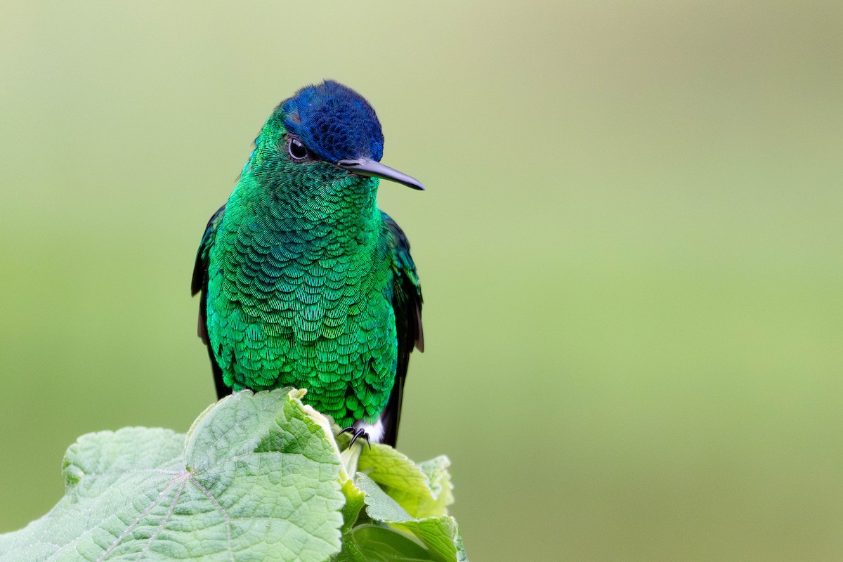 Indigo-capped Hummingbird - ML646423974