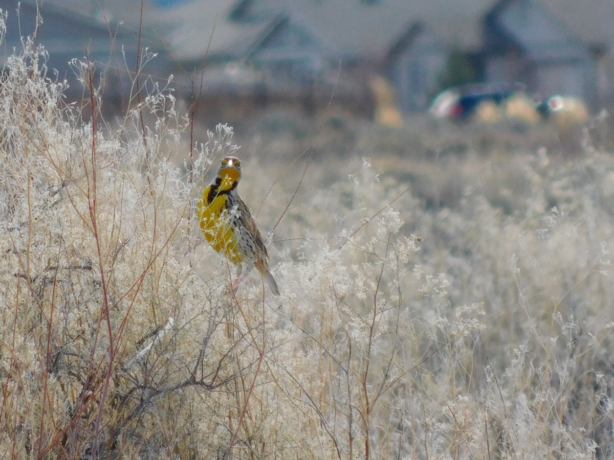 Western Meadowlark - ML646423975