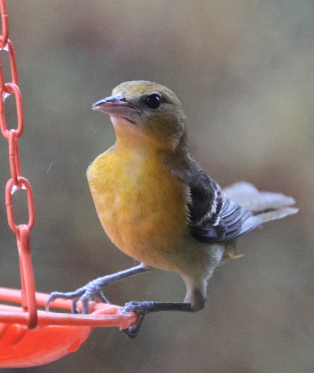 trupiál baltimorský - ML646423976