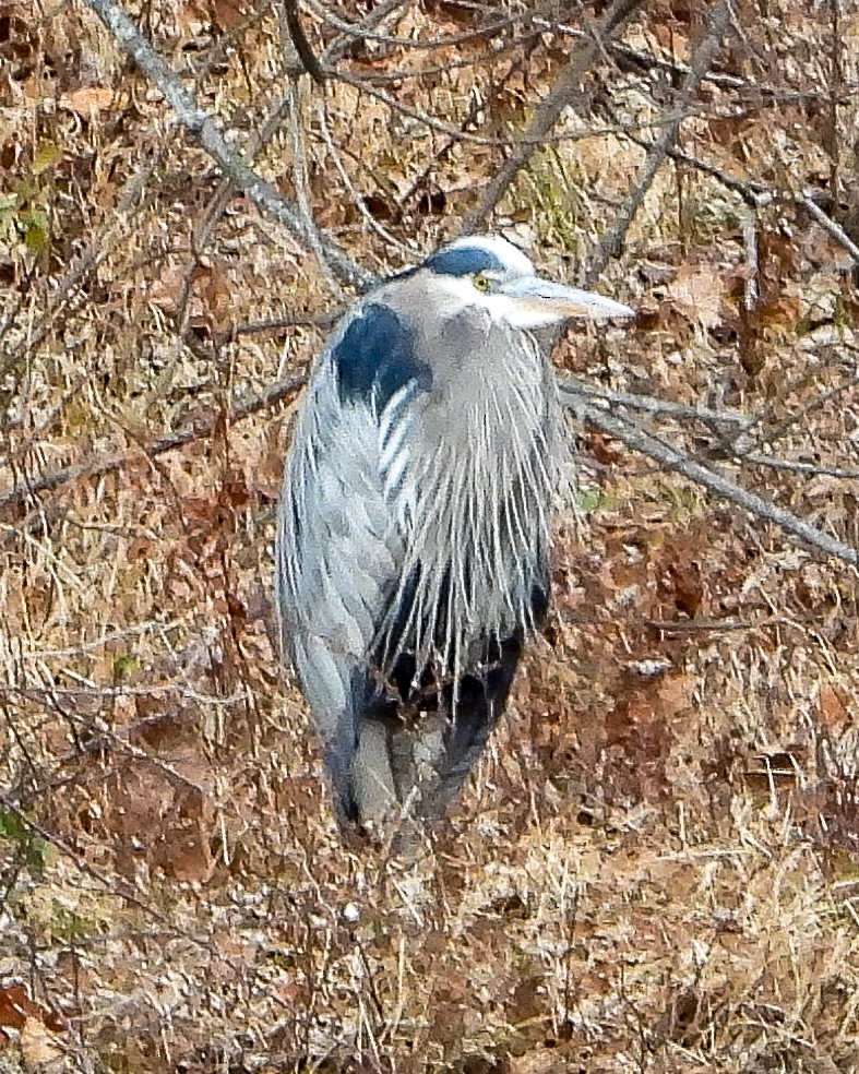 Kanadareiher - ML646423978