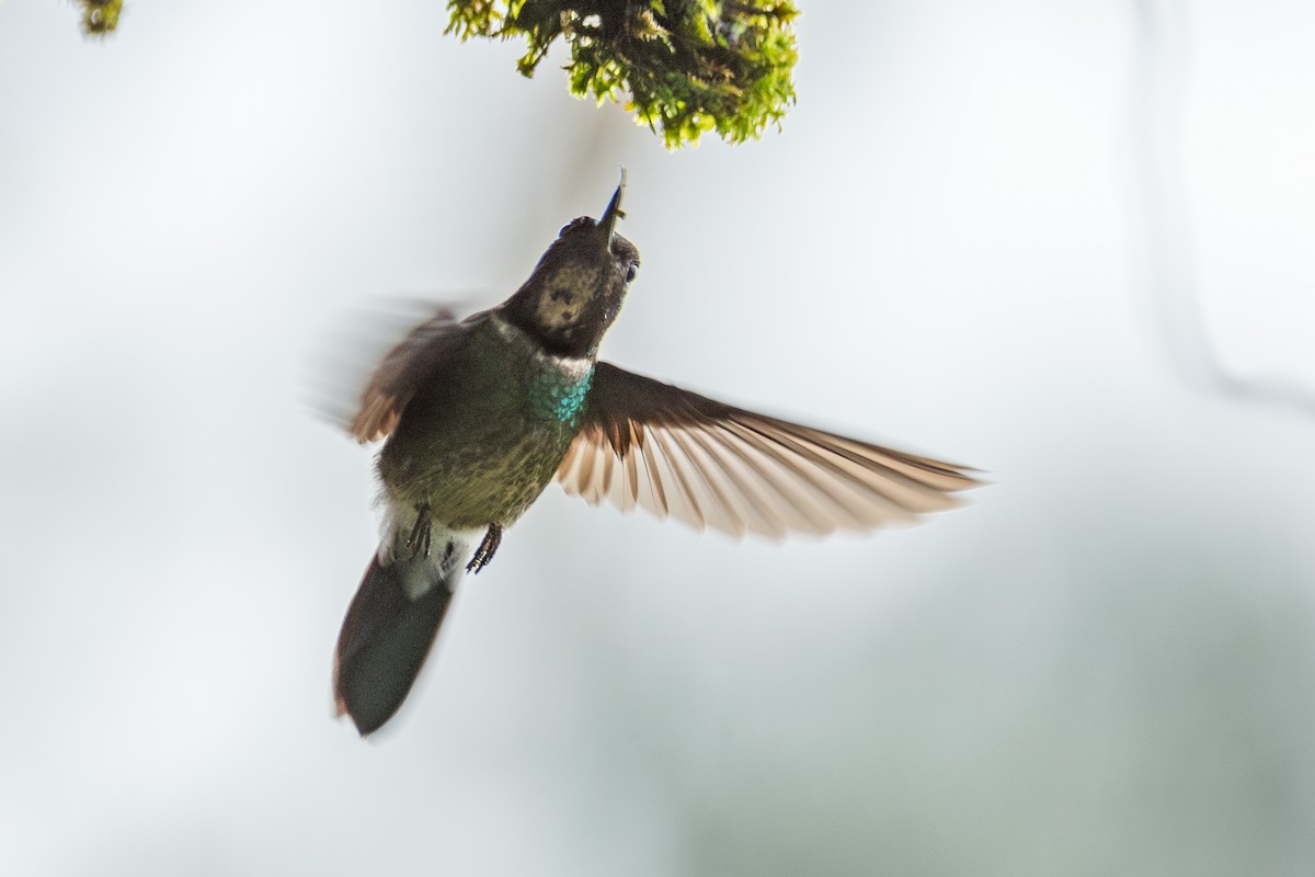 Longuemare's Sunangel - ML646423979