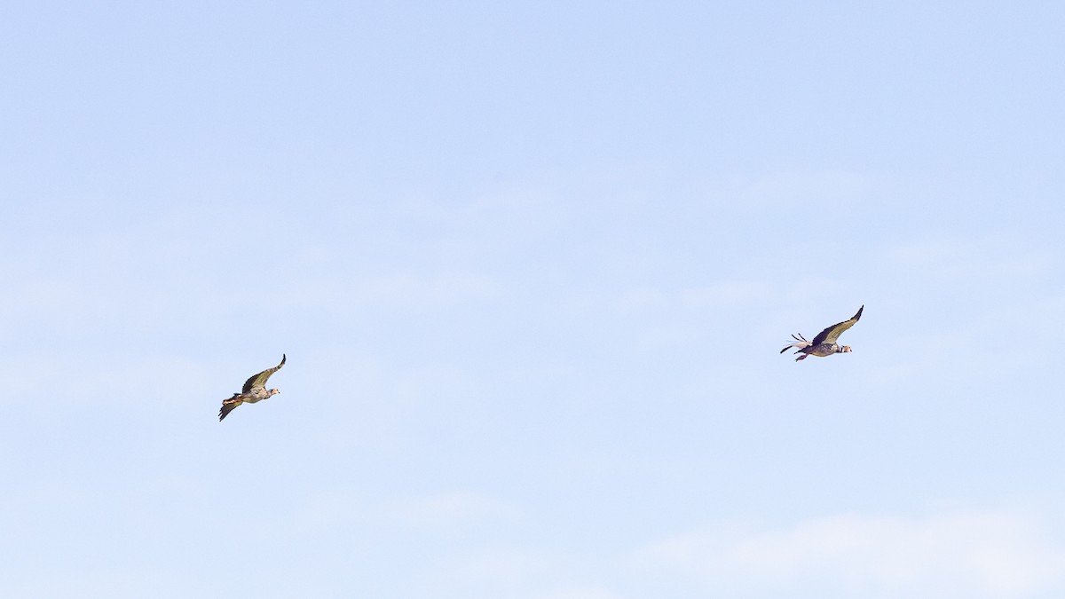 Southern Screamer - ML646423980