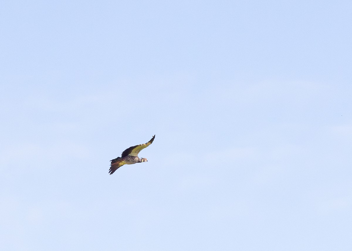 Southern Screamer - ML646423981