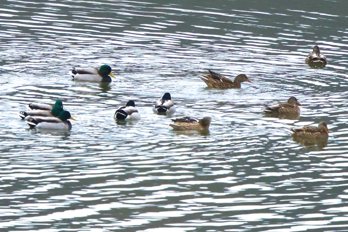 kachna divoká - ML646423982