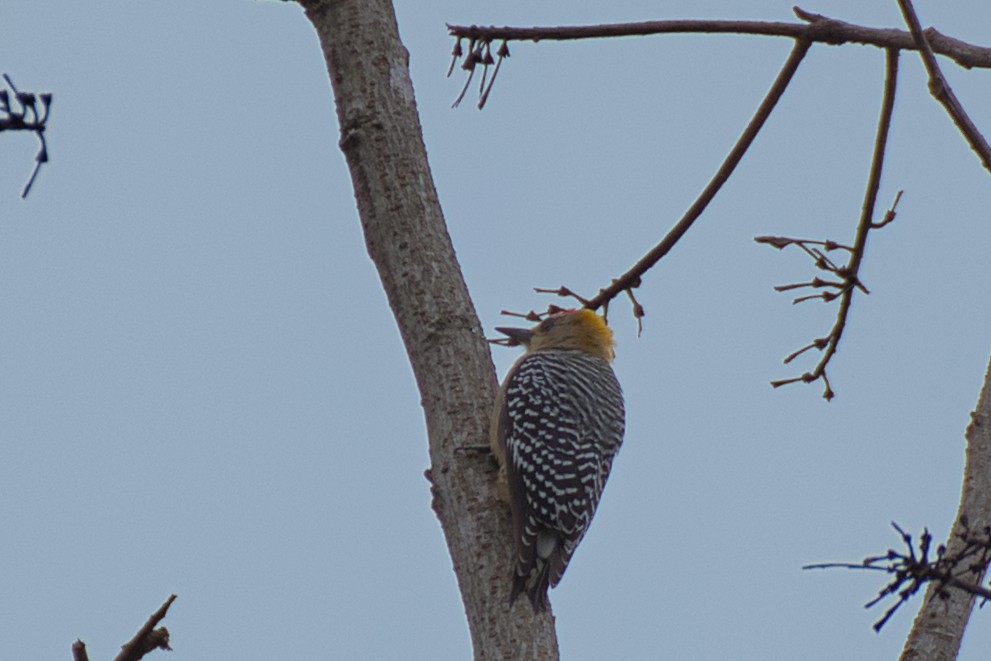 Hoffmann's Woodpecker - ML646423985