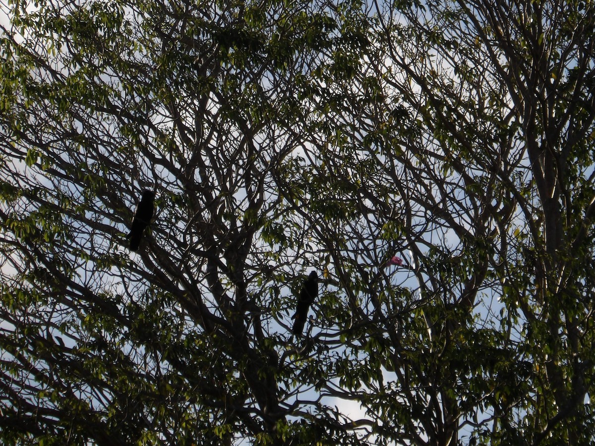 Red-tailed Black-Cockatoo - ML646423988