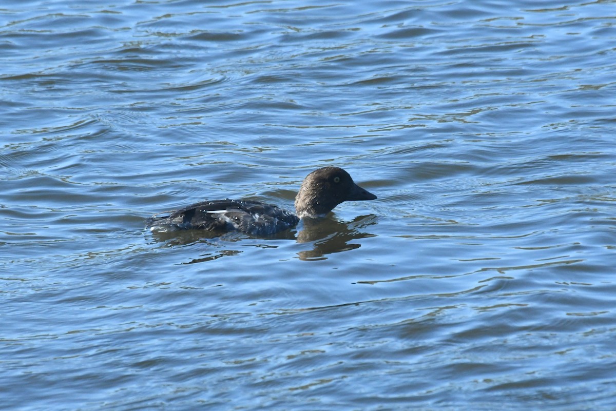 Schellente - ML646423989