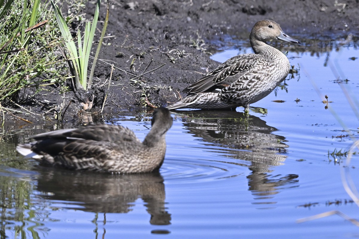Зэрлэг нугас - ML646423992