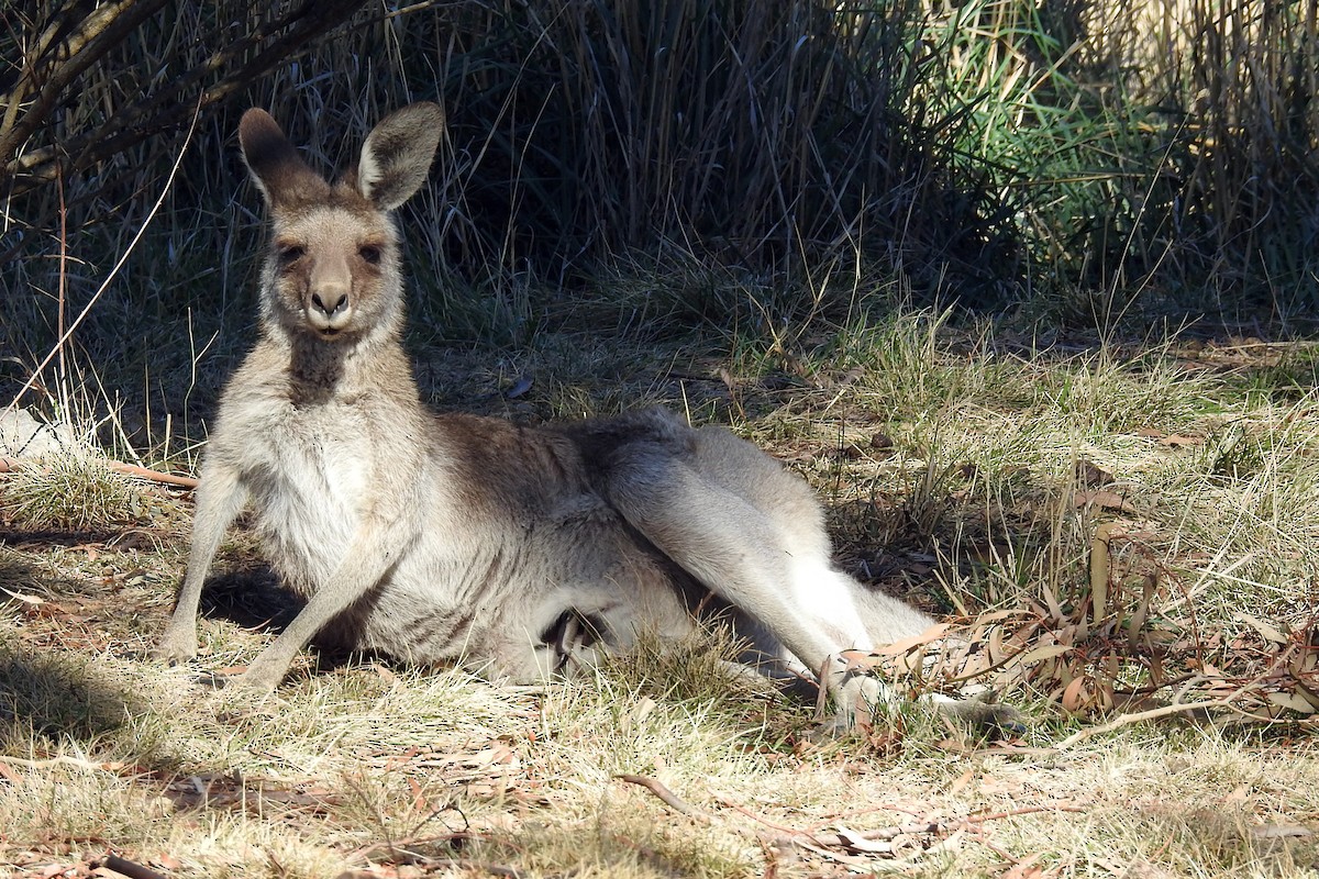 Eastern Grey Kangaroo - ML646423994