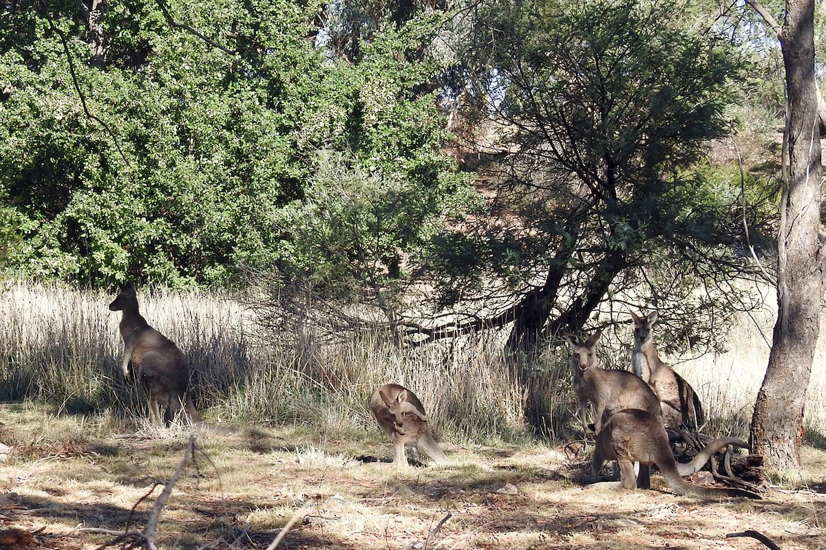 Eastern Grey Kangaroo - ML646423995