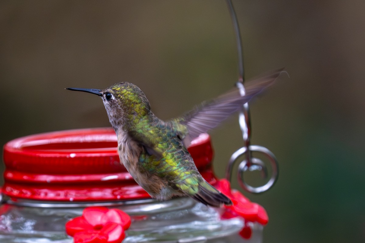 kalypta Kalliopina - ML646423997