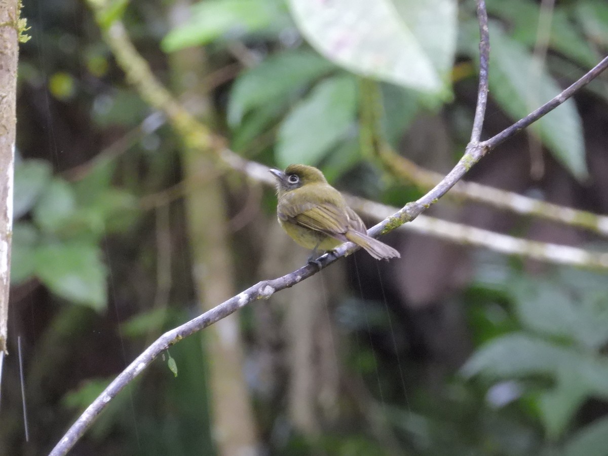 Eye-ringed Flatbill - ML646423998