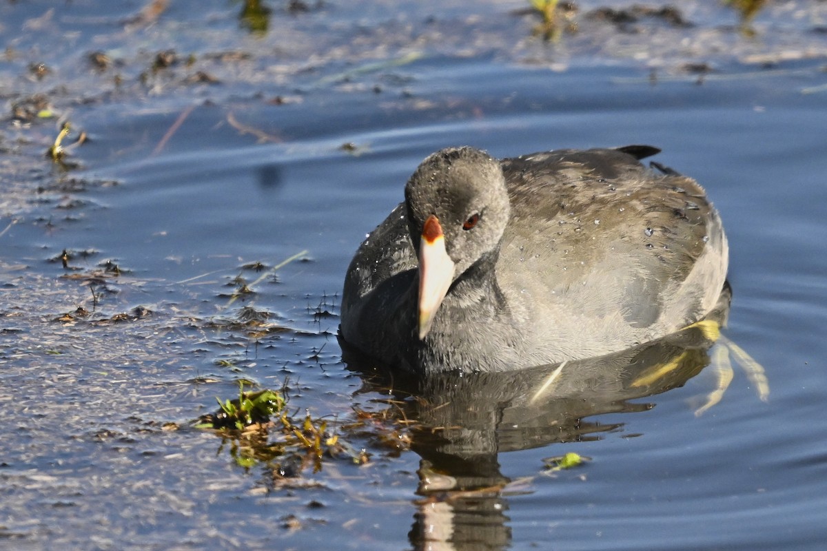American Coot - ML646424000