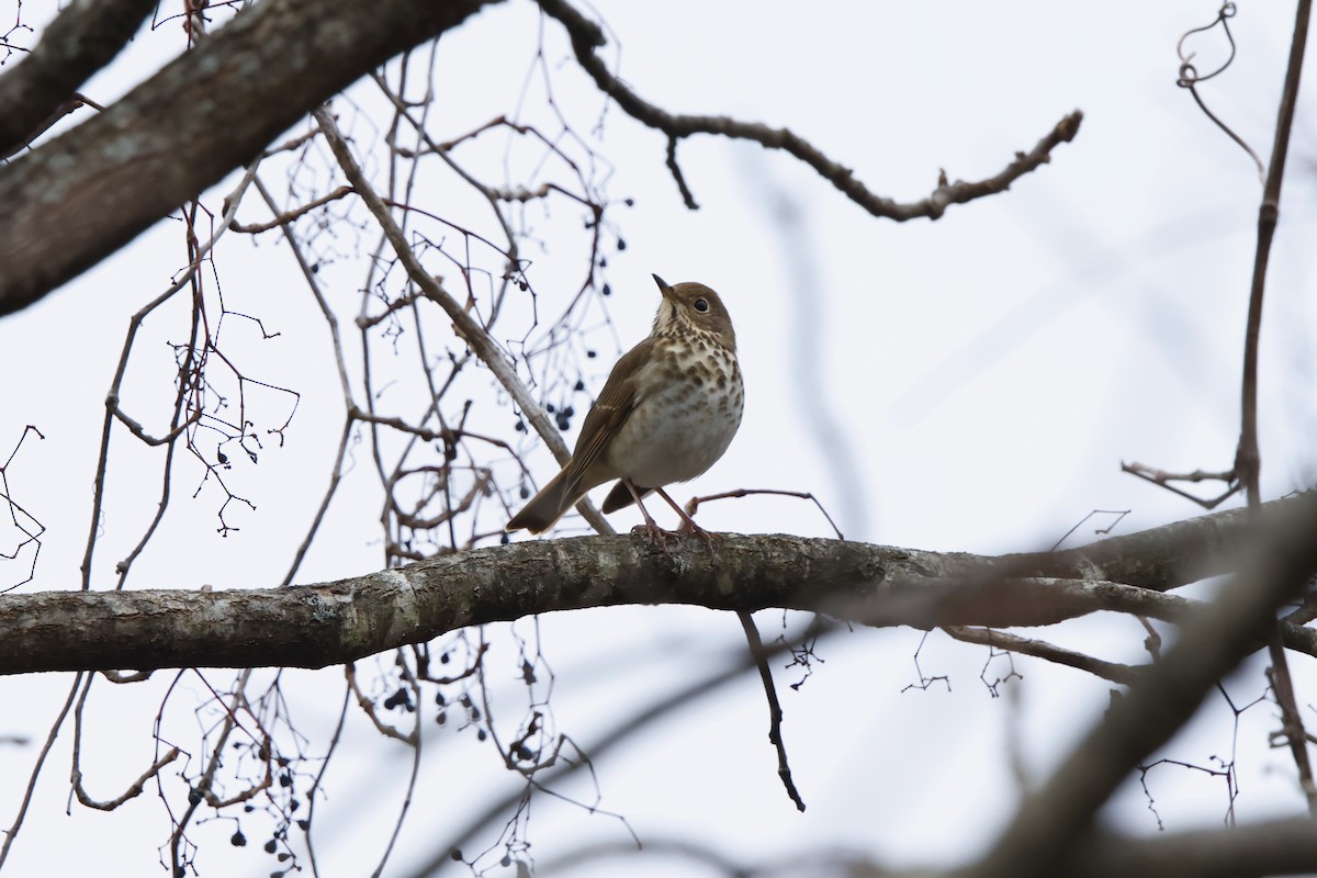 Hermit Thrush - ML646424002