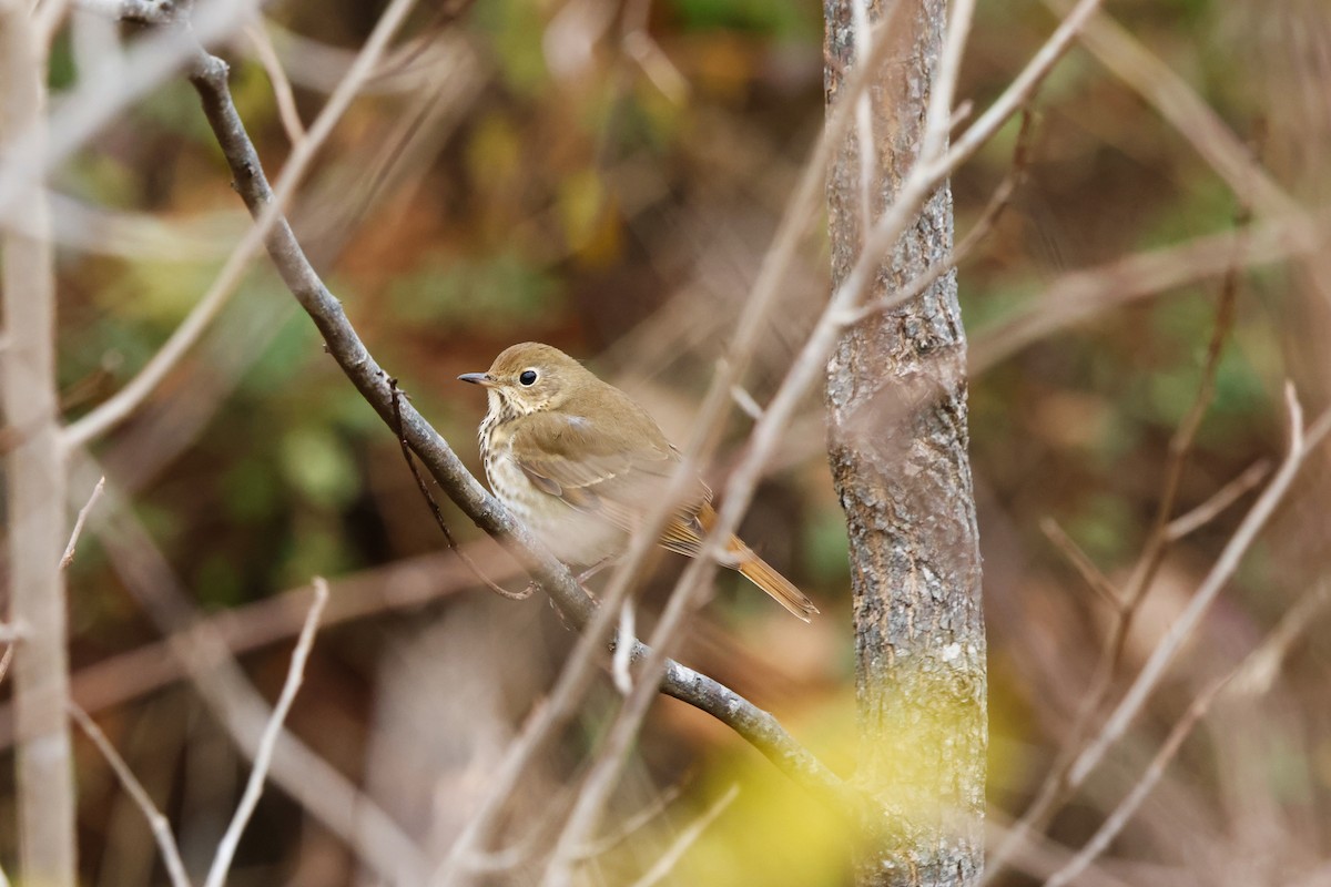 Hermit Thrush - ML646424003