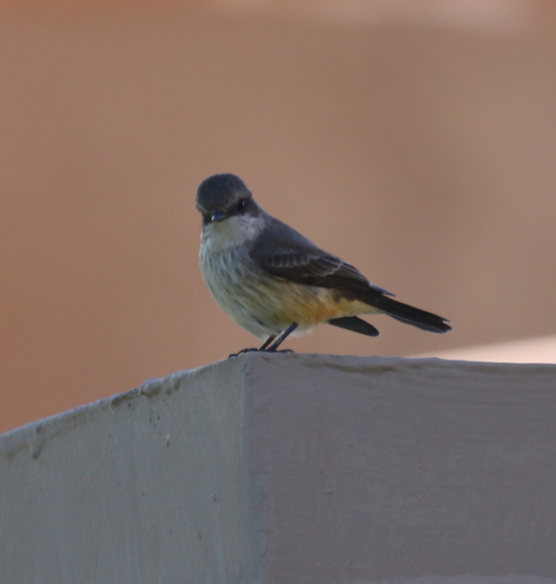 Rubintyrann - ML646424004