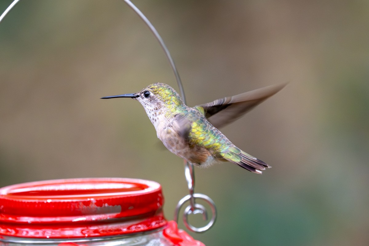 kalypta Kalliopina - ML646424005