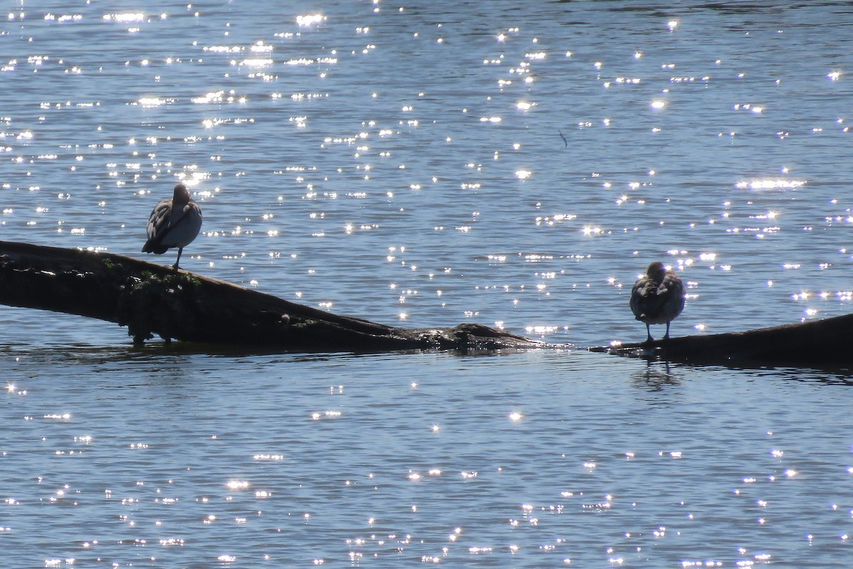 Maned Duck - ML646424006