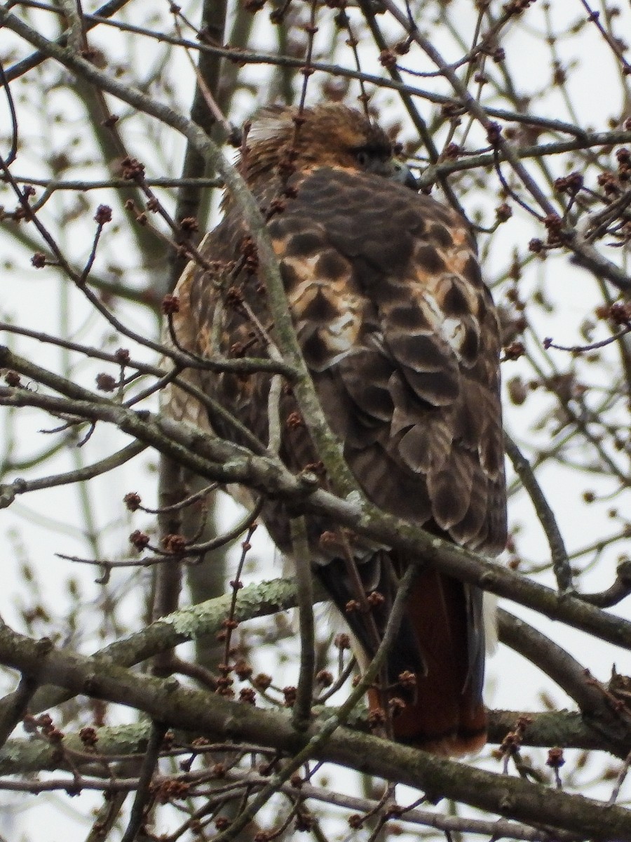 Rotschwanzbussard - ML646424008