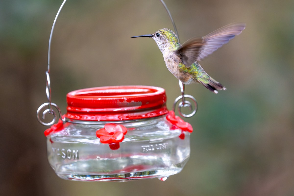 kalypta Kalliopina - ML646424010