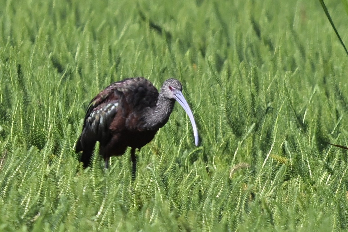 White-faced Ibis - ML646424011