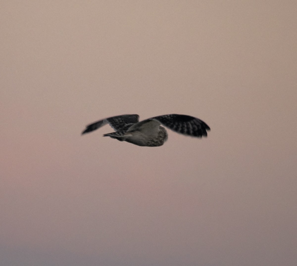 Short-eared Owl - ML646424012