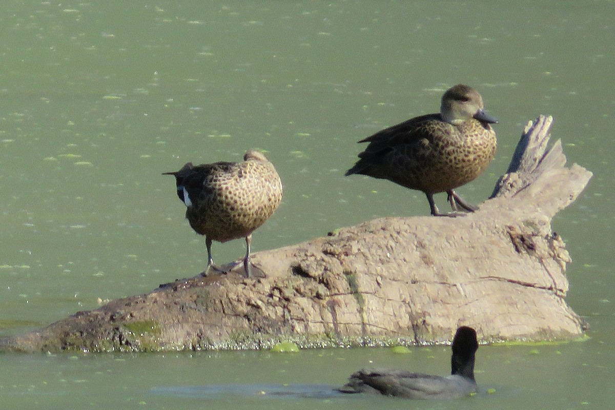 Gray Teal - ML646424014