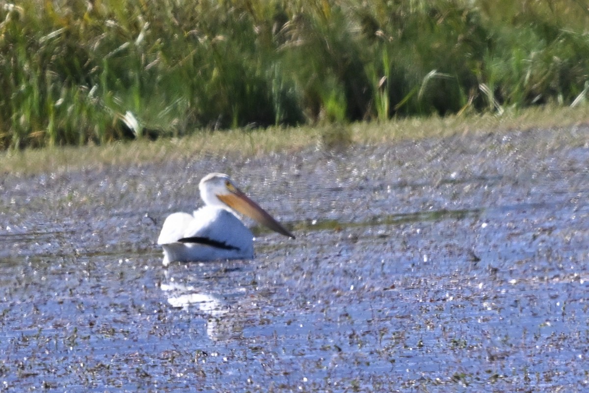 American White Pelican - ML646424016