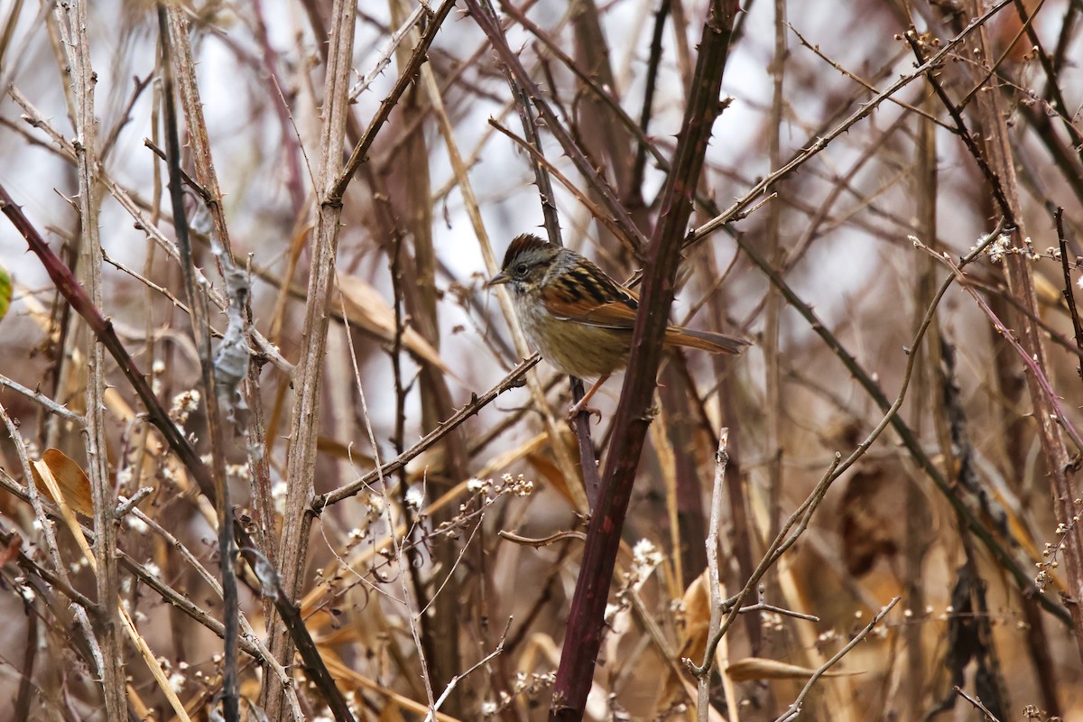 Swamp Sparrow - ML646424017