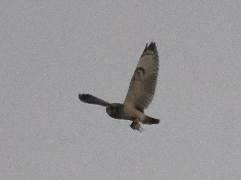 Short-eared Owl - ML646424018