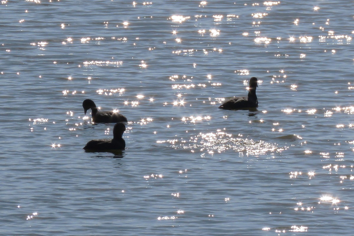 Eurasian Coot - ML646424020