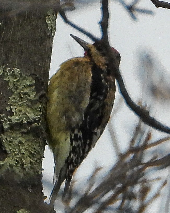 Gelbbauch-Saftlecker - ML646424021