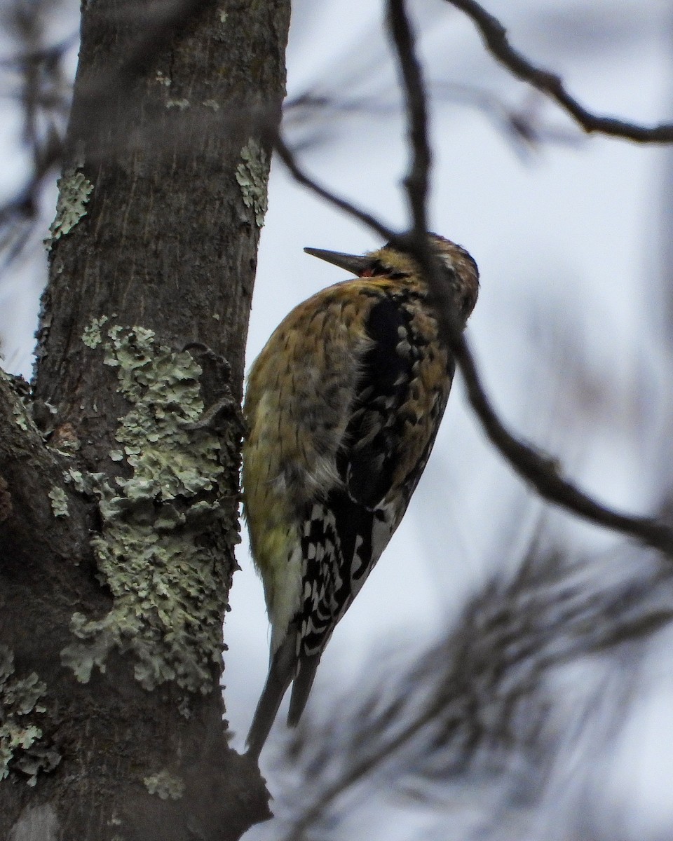 Gelbbauch-Saftlecker - ML646424022