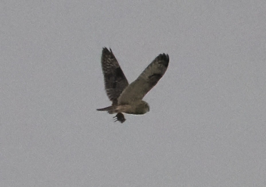 Short-eared Owl - ML646424023