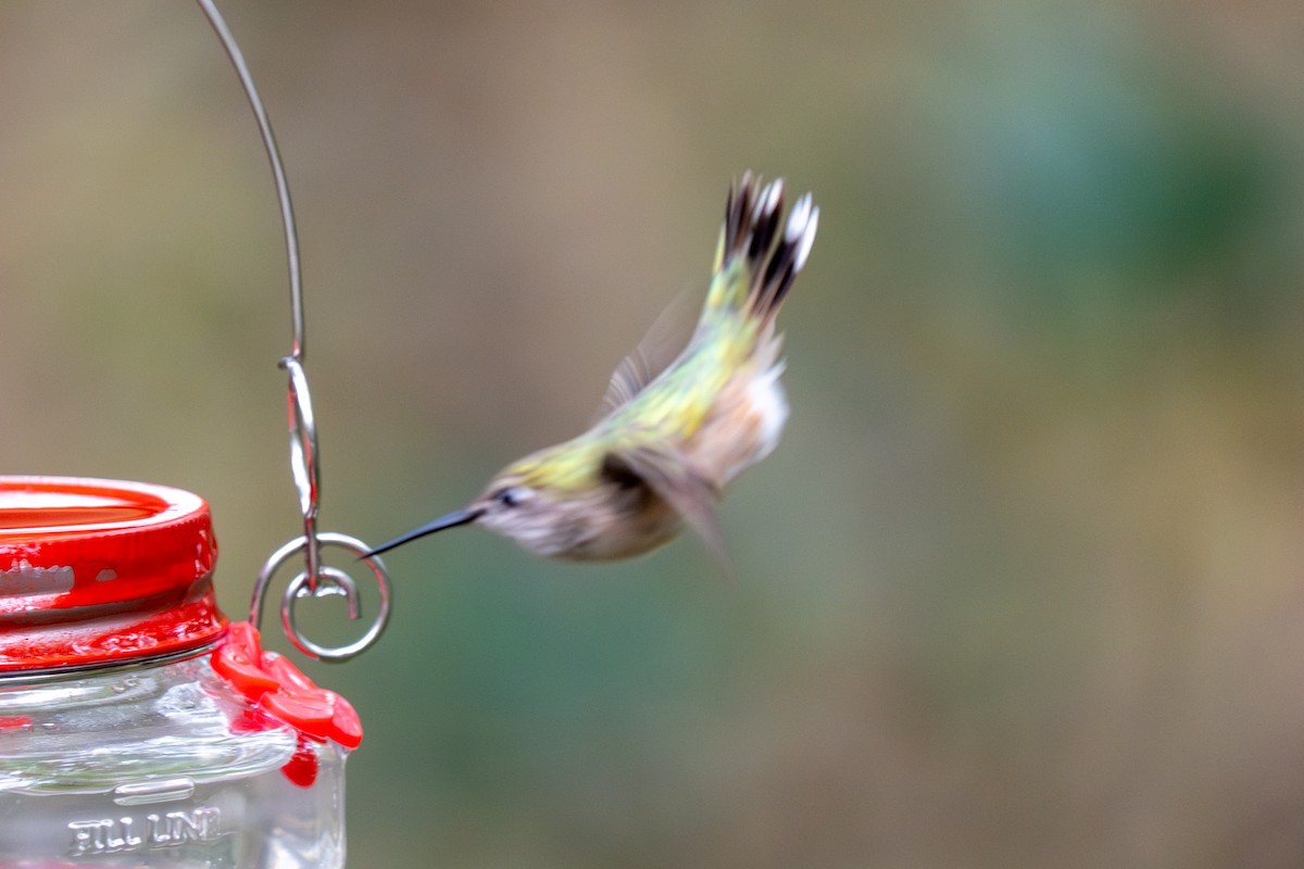 kalypta Kalliopina - ML646424024