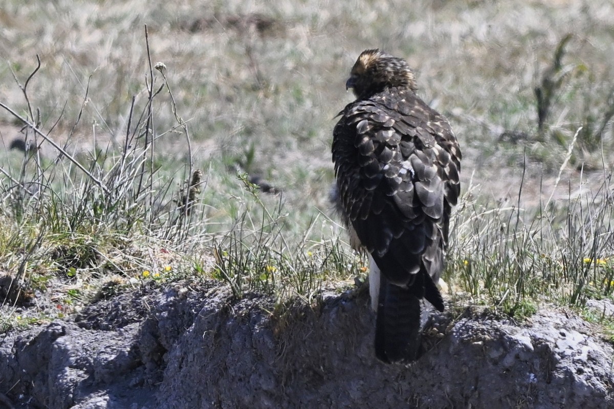 Red-tailed Hawk - ML646424025