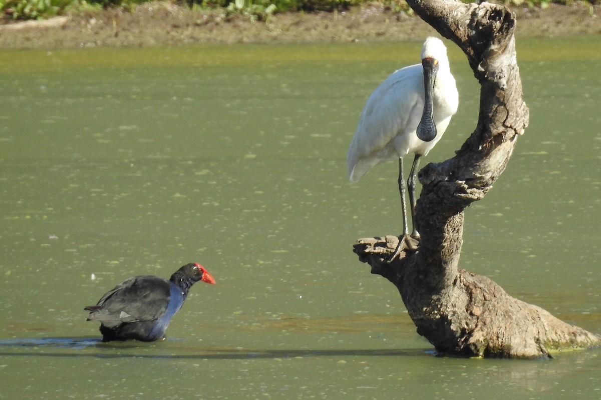 Australasian Swamphen - ML646424028