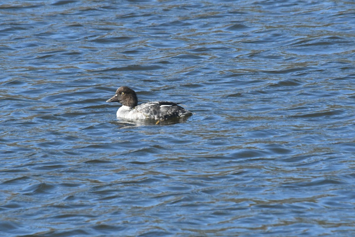 Schellente - ML646424030