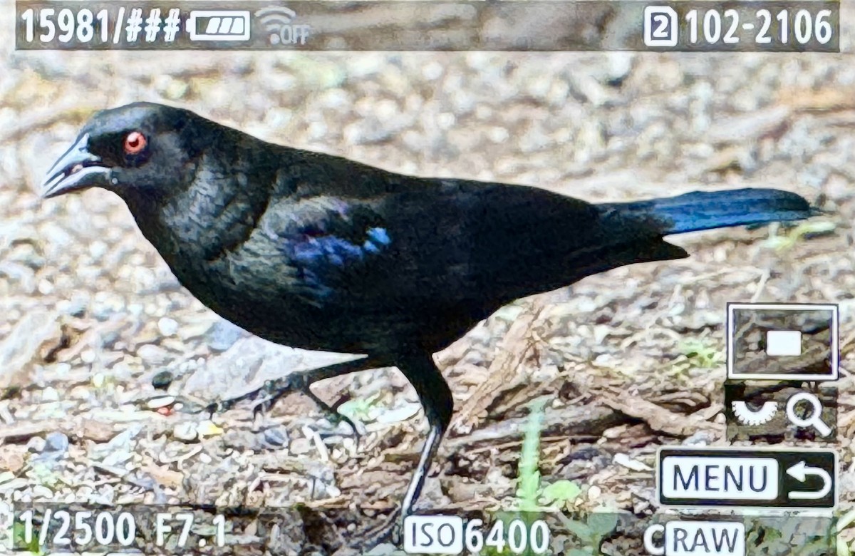 Bronzed Cowbird - ML646424031