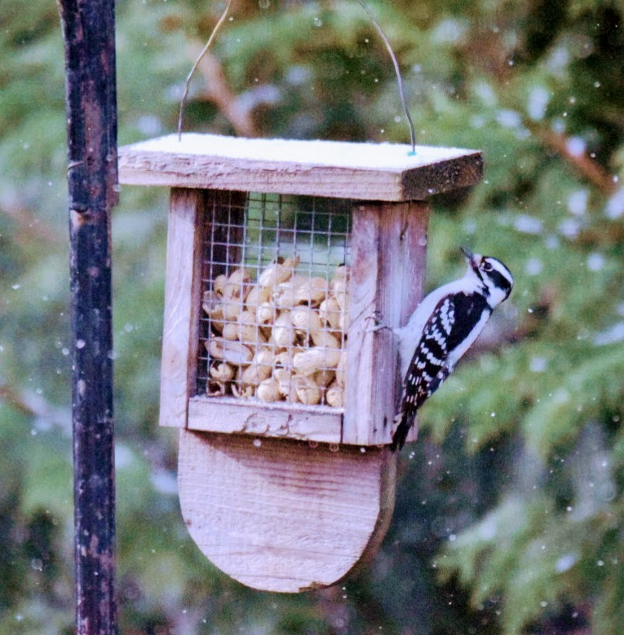 Downy Woodpecker - ML646424032