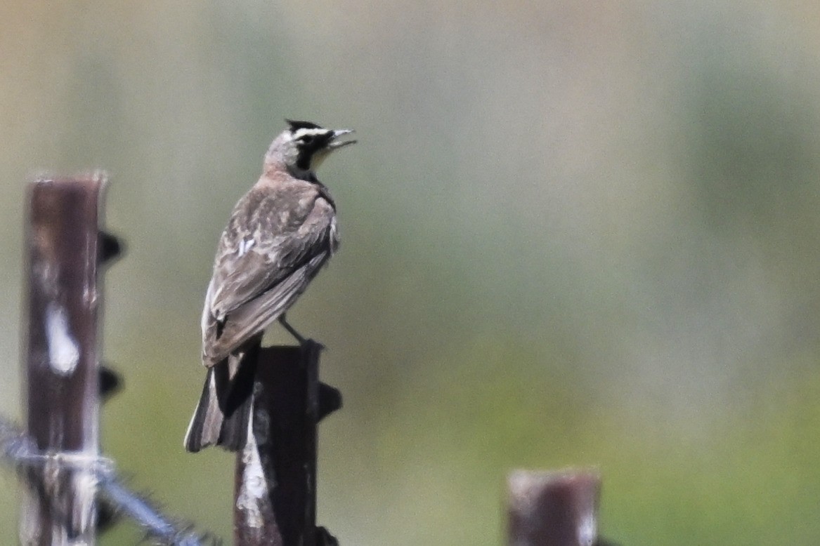 Эвэрт болжмор - ML646424033