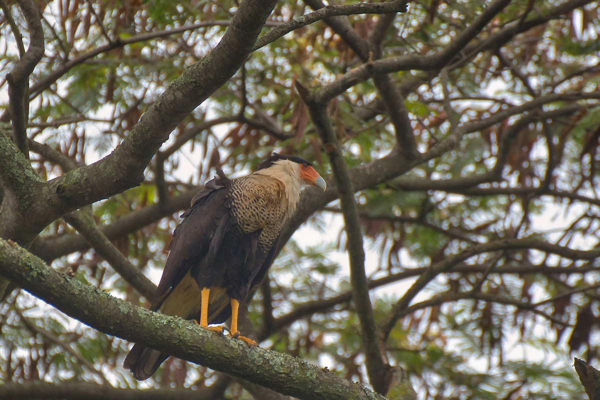 Crested Caracara - ML646424043