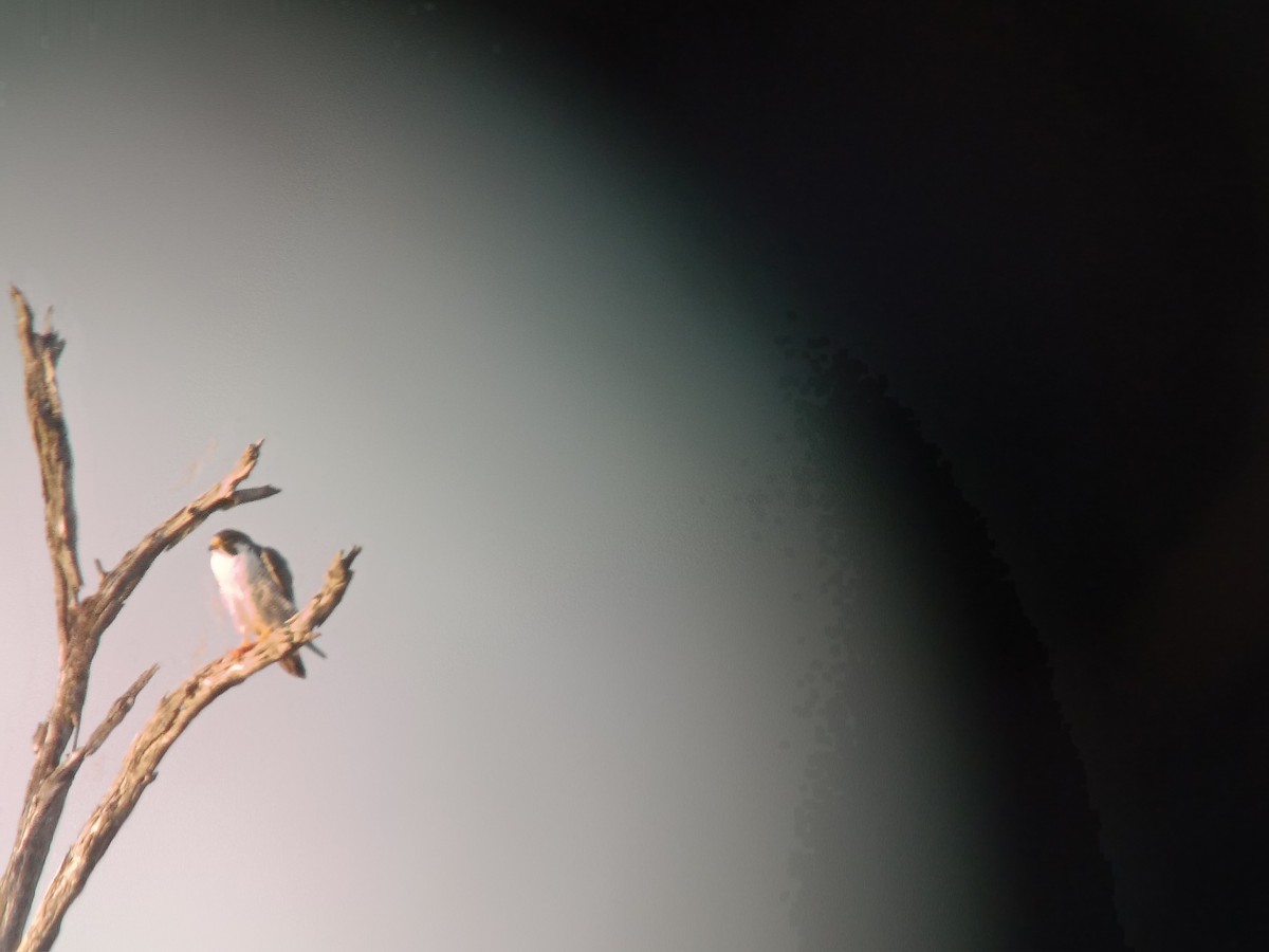 Peregrine Falcon (Tundra) - ML646424044