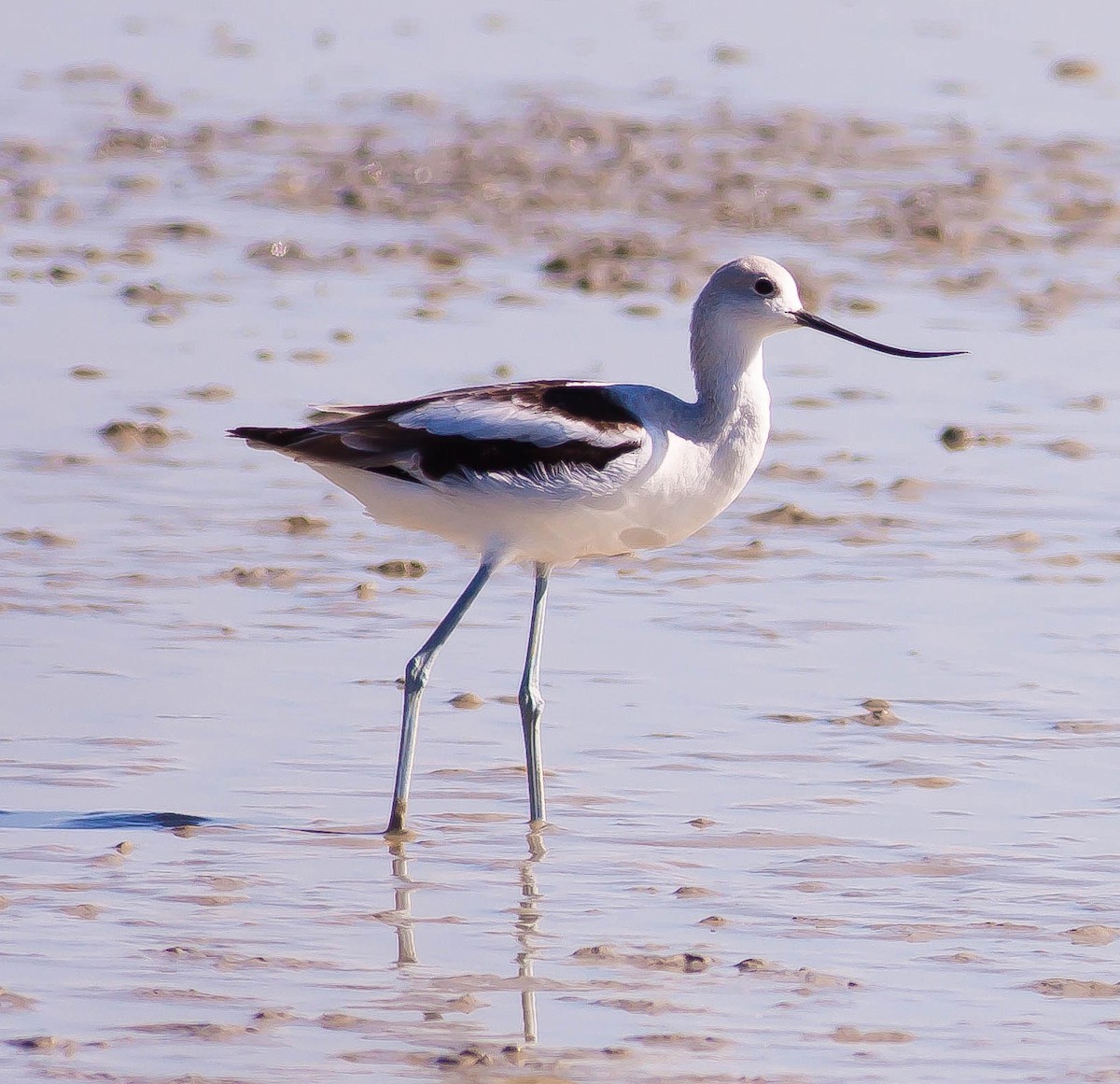 American Avocet - ML646424047